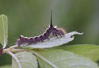 гусеница стрельчатки пси Acronicta psi (Linnaeus, 1758), сем. Совки (Noctuidae).