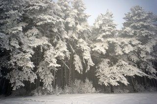 Со стороны сосновый бор выглядит очень неприветливо и недружелюбно! Но те, кто с лесом на ТЫ, понимают, что это только кажется... Но все-таки там, внутри, другой мир...