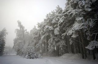 Вот так выглядит опушка... Чтобы не оставить на снегу следов, которые могут испортить кадр, пройдем вдоль и присмотримся получше...