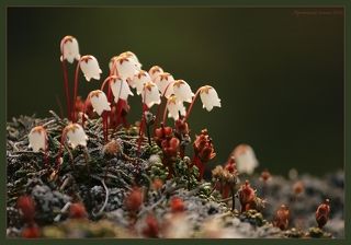 Снято на востоке Камчатки. Цветы растут прямо на застывшей лаве. Красоту нельзя убить!