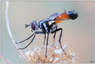 Cylindromyia ?brassicaria