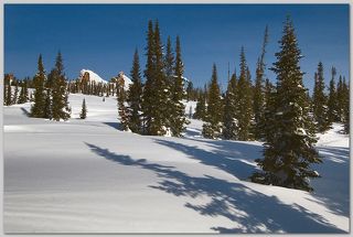 01 Начало марта. Весна делает пока только первые шаги. По ночам морозы за -40С не редкость. Но что-то уже неуловимо изменилось… Днём солнце уже ощутимо припекает, и уже растопило весь снег на пихтах…
