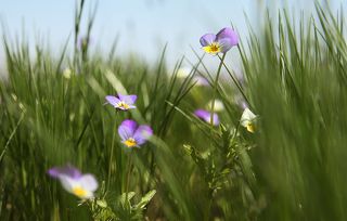 Фиалкины сны