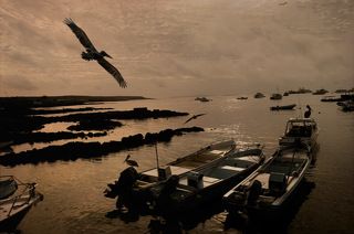 Ранним утром, на восходе солнца, каждый пеликан решает, как прожить и что съесть в предстоящий день.