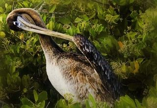 Некоторые даже сворачиваются в виде знака вопроса в попытке найти правильный ответ…