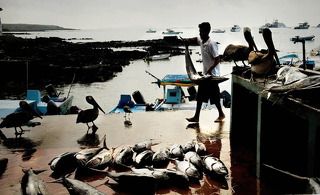 Самые хитрые и ленивые остаются с людьми и ждут от них подачки.