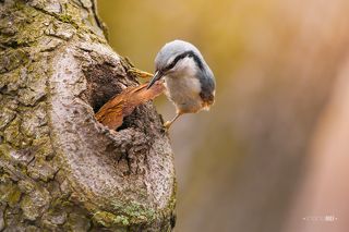 Иногда кусочки оказываются такими большими, что не пролазят в такое отверстие. Он так долго и усердно пытался справится с этим куском, что это вызвало у меня улыбку.