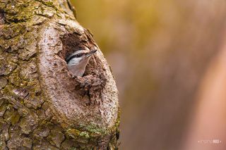 И вот кусочек на своем месте и можно вылетать за следующим, предварительно посмотрев нет ли поблизости опасности.