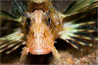 Википедия: Крылатка-зебра, рыба-зебра или полосатая крылатка (лат. Pterois volitans) — рыба семeйства скорпеновых.
Длина тела рыбы около 30 см, оно расписано яркими светлыми полосами. Это хищные рыбы. Они могут спокойно проглатывать рыб длиной до двух третей собственной. Иглами эти рыбы атакуют своих жертв. Окраска тела красная с многочисленными светлыми полосками; грудные плавники большие (отсюда название), хотя летать крылатка не может. Вес рыбы достигает 1 кг. Встречаются в прибрежных водах Красного моря, в тропических водах Индийского и Тихого океанов — у берегов Китая, Японии и Австралии.