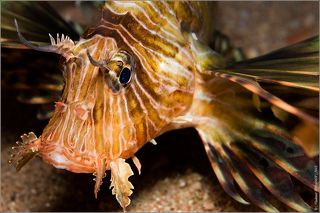 Крылатка имеет длинные ленты спинных и грудных плавников-в этих роскошных веероподобных плавниках таятся острые ядовитые иглы. Укол колючками этой рыбы очень болезнен. За резкой болью следует ухудшение состояния, которое заканчивается параличом скелетной и дыхательной мускулатуры. Если пострадавшего не вытащить немедленно на берег, он утонет.