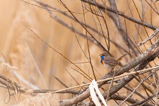 Любимые места для пения - камыши и верхушки невысоких деревьев, откуда их видно во всей красе.