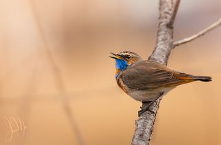 Окраска самца очень нарядна, главным отличием является ярко-синее пятно на груди, с оранжевой или белой вставкой.