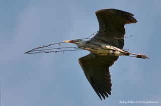 Пока самки обустраивают гнёзда самцы облетают окрестности и собирают \