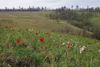 Цветут тюльпаны Биберштейна и валериана клубненосная.