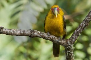 Златогрудая андигена или шафрановый арасари (Pteroglossus bailloni)  - птица семейства тукановых. Отряд дятлообразные. Обитает во влажных лесах юго-востока Бразилии,северо-востока Аргентины и на востоке Парагвая. Длина ее вместе с хвостом 35-40см, вес 150-170 гр