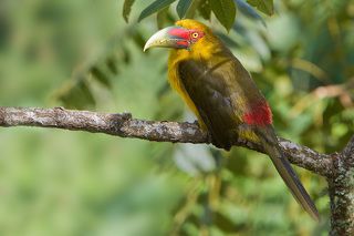 Впервые вид был описан в 1819 году французским орнитологом Луи Жан Пьером Вьейо, и первоначально был отнесен в отдельный род с единственным представителем — Baillonius bailloni.