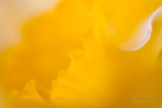 Весна, цвет. фото Кудин Андрей