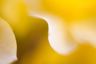 Весна, цвет. фото Кудин Андрей