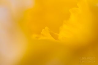 Весна, цвет. фото Кудин Андрей