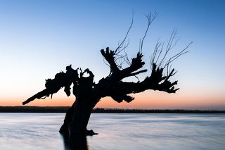 Деревья - удивительные создания природы. Но наступает момент, когда они заканчивают свою жизнь и уже не зеленеют листвой как раньше. Коряжки простоят еще некоторое время, но никто больше их не заметит и не обратит свой взгляд. Этой серией хочу показать, что коряжки все еще являются частью природы, они по своему красивы и грациозны. Можно пройти мимо и не заметить, а можно увидеть и не забыть.