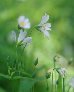 Fuji X-Pro 1, Leica Macro Elmarit R 60/2.8