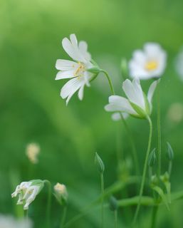 Fuji X-Pro 1, Leica Macro Elmarit R 60/2.8