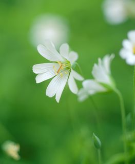 Fuji X-Pro 1, Leica Macro Elmarit R 60/2.8