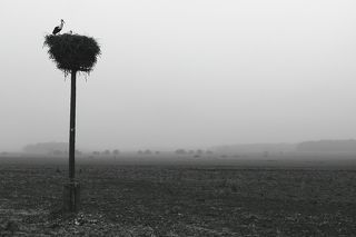 Сельское утро