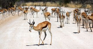 Koziołeki, или Romantyczny nocturne