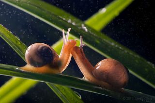 Microcosm tenderness (Нежность микро Мира)