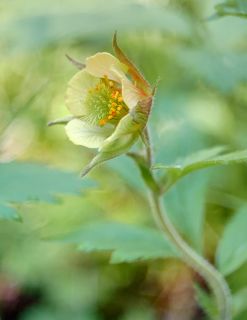 Nikon 1J1 + Wollensak Cine Raptar 25/2.5