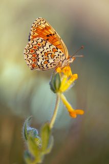 Melitaea phoebe