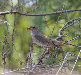 Соловья баснями не кормят