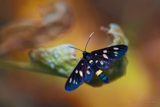 Hermila
(Syntomis nigricornis)