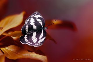 Amaltea
(Neptis Sappho)