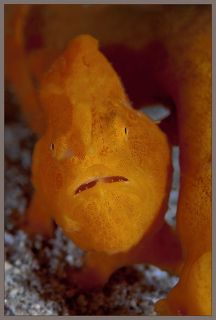 Голова на ножках..