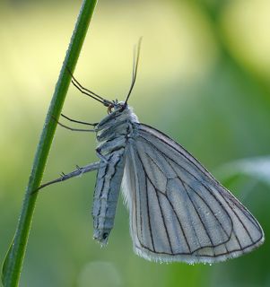 Leica Macro Elmarit 60/2.8