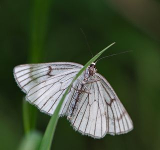 Nikon Micro-Nikkor AF 200/4