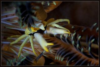 Спортивный окрас