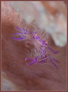 Счастливый