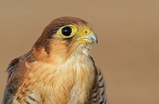 redneck falcon 
1/800s, f/8, ISO 250, -0.7Ev
Focal: 300mm,
NIKON D7000