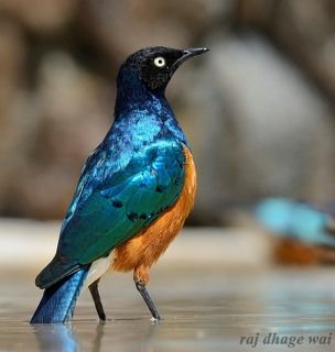 Superb Starling,,,,, Masai Mara, Kenya
1/400s, f/10, ISO 200,
Focal: 300mm,
NIKON D7000