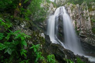 A pearl in the forest