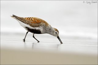 Чернозобик