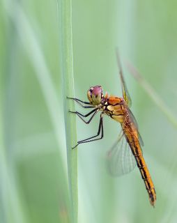 Fuji X-Pro 1 + Nikon Micro-Nikkor 200/4