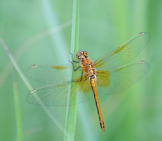 Fuji X-Pro 1 + Meyer Optik Orestor 135/2.8