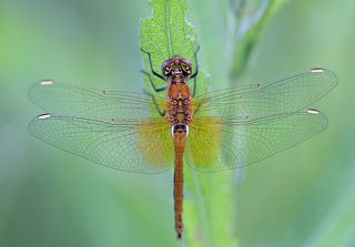 Fuji X-Pro 1 + Meyer Optic Orestor 135/2.8