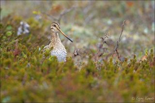 Отозвался на запись.