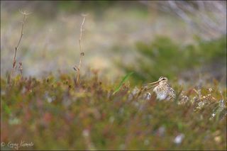 Пытается возражать условному противнику.