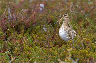 Инспекция зарослей шикши. Под глазом можно разглядеть ушное отверстие.